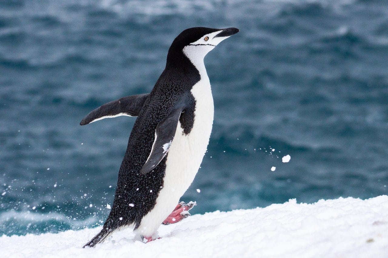 Українські полярники показали милі фото пінгвінів-поліцейських